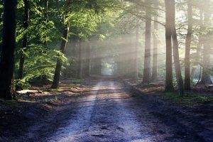 Stage Nature