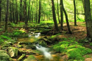 Stage nature 8-12 ans @ MJC Boby Lapointe